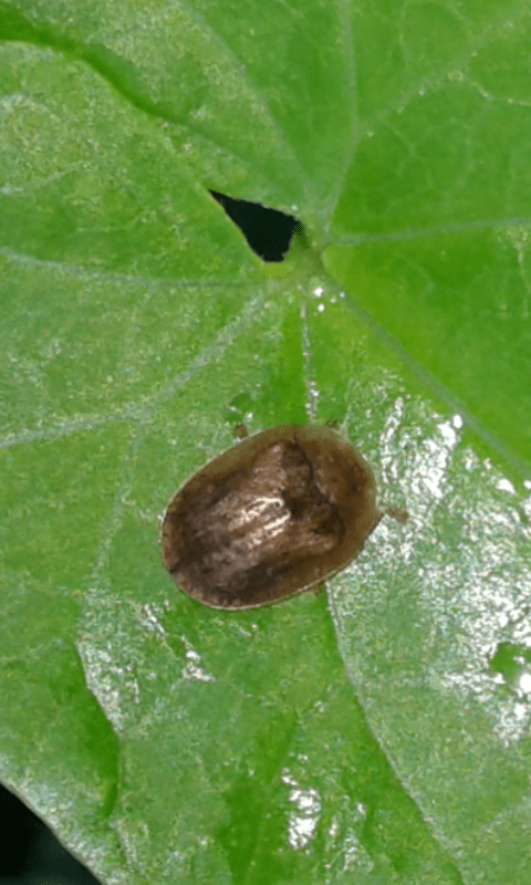 Chrysomelidae : Cassida nebulosa? No, Hypocassida sp.